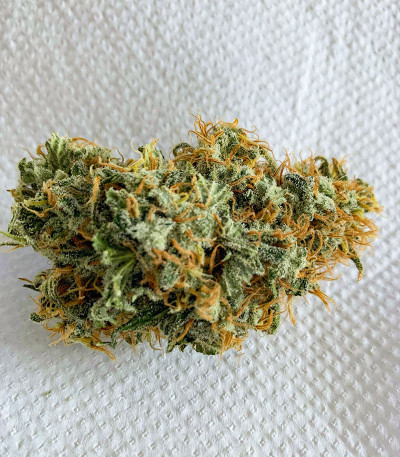 Семена сорта Glue Sherbert fem (AlphaFem Seeds)