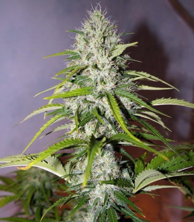 Семена сорта Grapefruit auto fem (FastBuds)