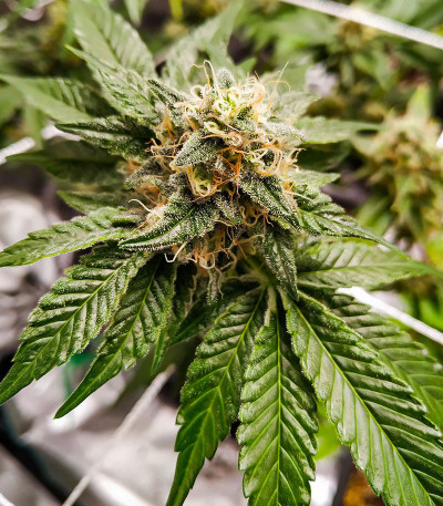 Семена сорта HiFi 4G fem (Dutch Passion)