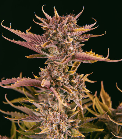 Семена сорта Apricot Auto fem (FastBuds)