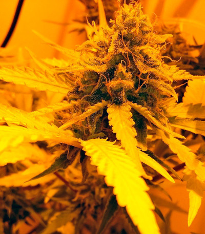 Семена сорта Cream Mandarine XL Auto fem (Sweet Seeds)