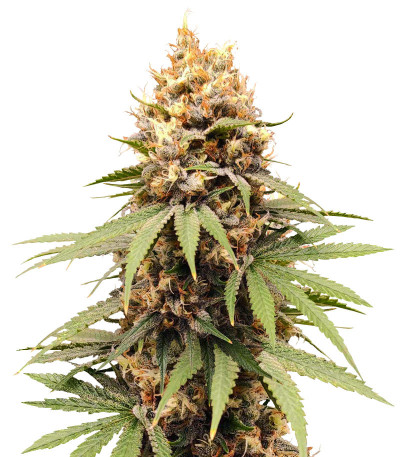 Семена сорта DDoS #33 fem (Herbies Seeds)