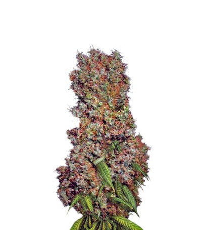 Семена сорта Afrodite fem