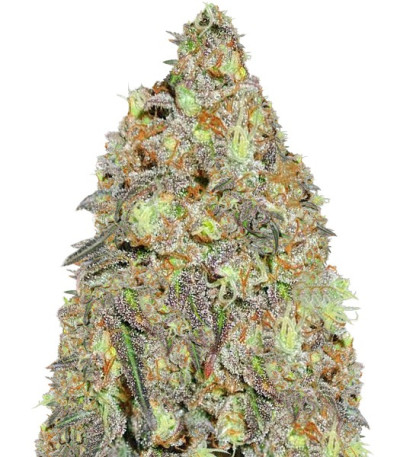 Семена сорта Critical Chronic reg (Sumo Seeds)