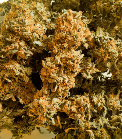 Семена сорта Glue Sherbert fem (AlphaFem Seeds)