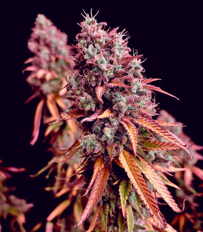 Семена сорта Gorilla Melon fem (FastBuds)