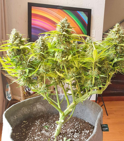 Семена сорта Original Berry fem (Victory Seeds)