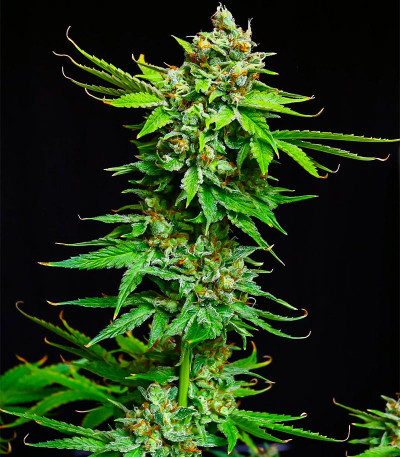 Семена сорта Peanut Butter OGKB fem (Original Sensible Seeds)
