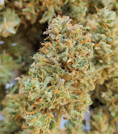 Семена сорта Fast Eddy Automatic CBD fem (Royal Queen Seeds)