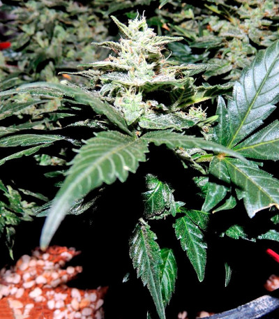 Семена сорта Pakistan Ryder Auto fem (World of Seeds)