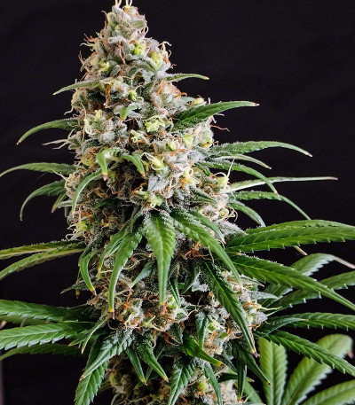 Семена сорта Peanut Butter OGKB fem (Original Sensible Seeds)