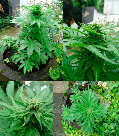 Семена сорта Shot Adrenaline Auto fem (Samsara Seeds)