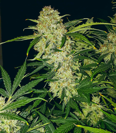 Семена сорта Apollo F1 Auto fem от RQS