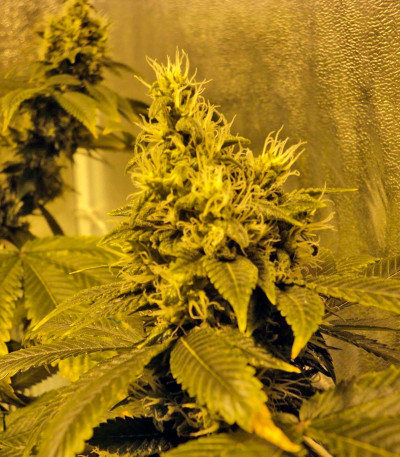 Семена сорта K-Train fem (Green House Seeds)