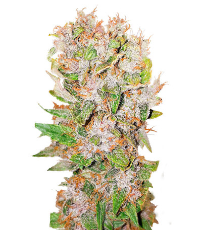 Семена сорта Auto Mimosa Punch fem (Advanced Seeds)