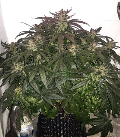 Семена сорта Auto Blueberry Banana fem (Anesia Seeds)