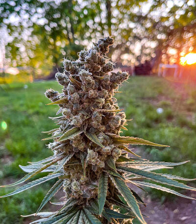 Семена сорта Bruce Banner × Pineapple (7CH Seeds & Cali Buds Seeds)