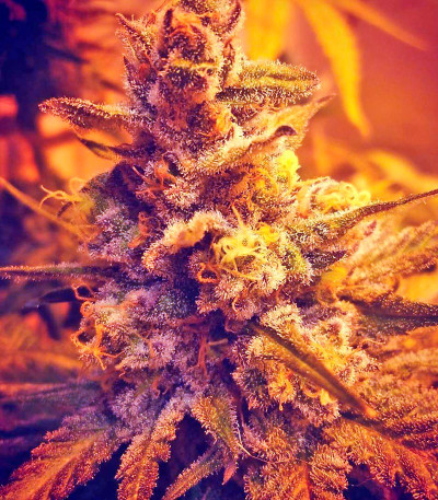 Семена сорта Chocolate Cream fem (00 Seeds)