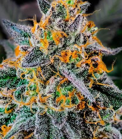 Семена сорта Lemon Cherry Runtz fem (FastBuds)