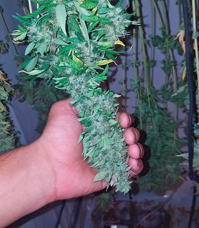 Семена сорта Acid fem (Paradise Seeds)