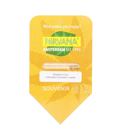 Семена сорта Blueberry Kush Automatic fem (Nirvana Seeds)