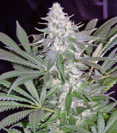 Семена сорта El Nino fem