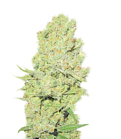 Семена сорта Channel + fem