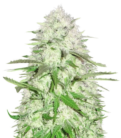 Семена сорта Sweet Harlem Diesel fem (Sumo Seeds)