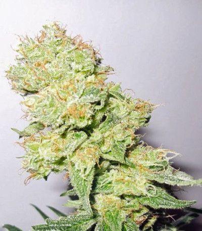 Семена сорта Y Griega CBD fem