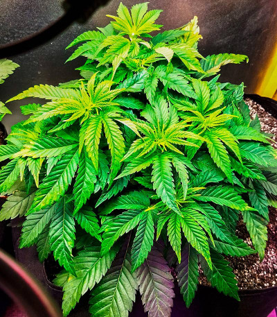 Семена конопли сорта AK-47