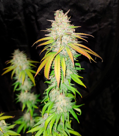 Семена сорта Afghan Kush fem (Семяныч)