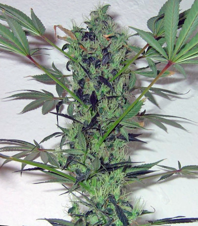 Семена сорта Arjan's Strawberry Haze fem