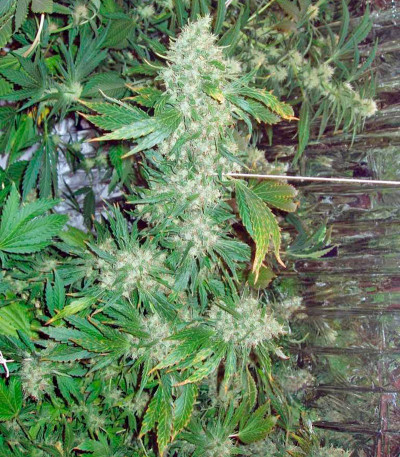 Семена сорта Brazil Amazonia fem (World of Seeds)