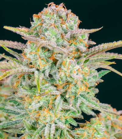 Семена сорта Bruce Banner Auto fem