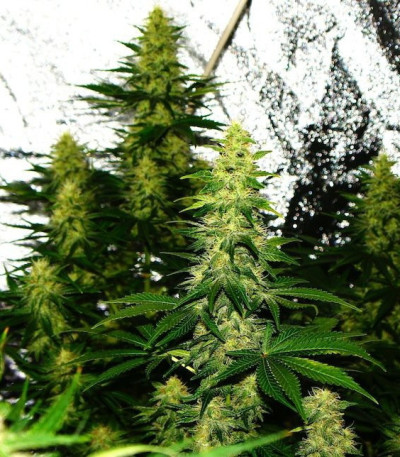Семена сорта Crazy Miss Hyde fem (Samsara Seeds)