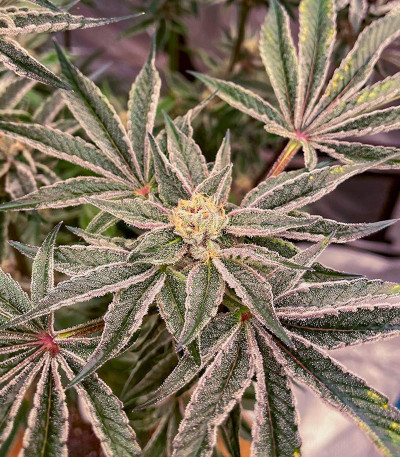 Семена сорта Nutter Budder fem (Humboldt Seed Company)