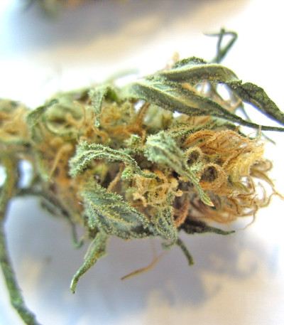 Семена сорта Purple Maroc fem (Female Seeds)