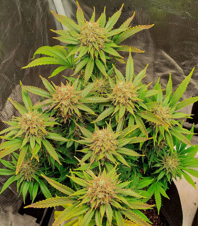 Семена сорта Sexy Cinderella fem (Семяныч)