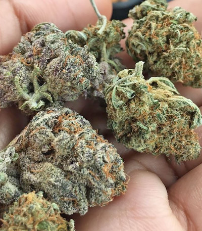 Семена сорта Tom Kush OG fem (Vision Seeds)