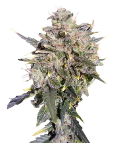 Семена сорта Buddha White Dwarf auto fem