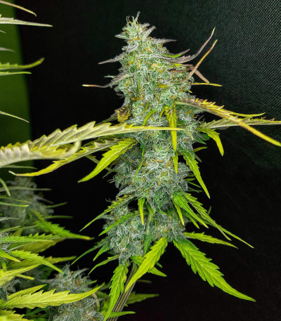 Семена сорта Auto Blueberry fem (Dutch Passion)