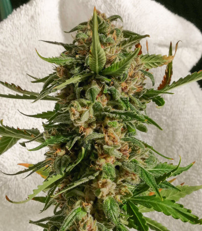Семена сорта Auto Kryptonite fem (Pyramid Seeds)