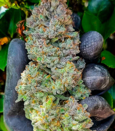 Семена сорта Jack Herer fem (Seedkeepers)