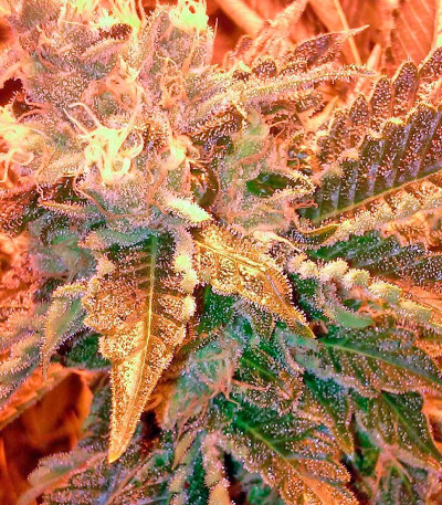 Семена сорта Northern Light X Big Bud fem (World of Seeds)