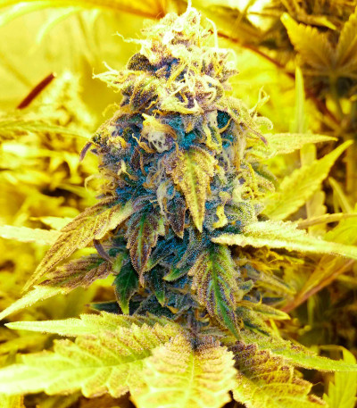 Семена сорта Watermelon Zkittlez fem (Pyramid Seeds)