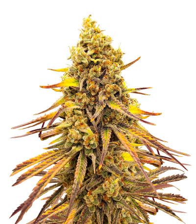 Семена сорта конопли Black Widow