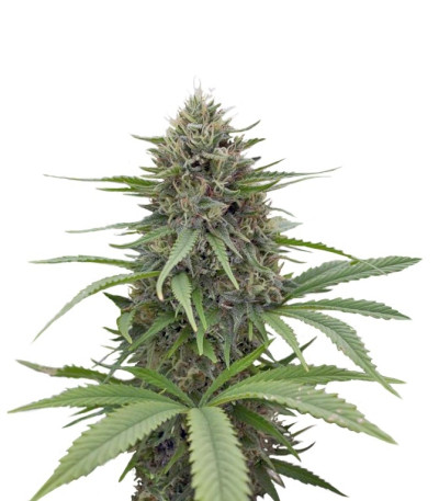 Семена сорта Critical Mass CBD fem