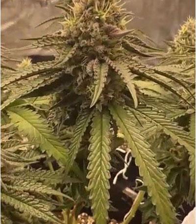 Семена сорта Candy Store RBX fem (Ethos Genetics)