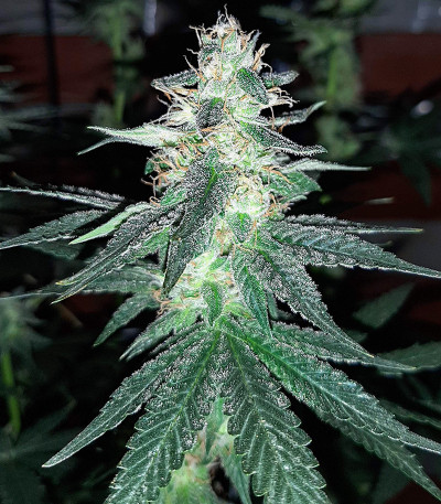 Семена сорта Gorilla Fast Version fem (Семяныч)