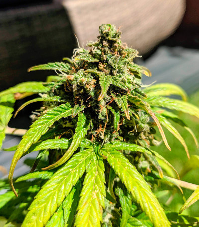 Семена сорта Apple Betty Auto fem (Herbies Seeds)